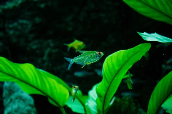 Barevné tropické exotické ryby plavou mezi útesy a sasanky. Podvodní svět. Zelené překrásné osázené tropické sladkovodní akvárium s rybami a plány. — Stock fotografie
