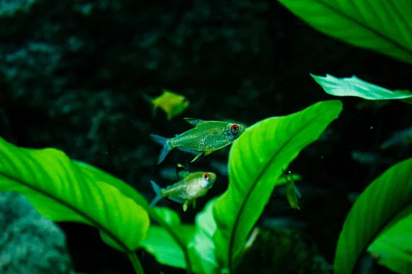 Színes trópusi egzotikus halak úszás között zátonyok a virágvirágokkal. Víz alatti világ. A zöld gyönyörű beültetett trópusi édesvízi akvárium halakkal és tervek. — Stock Fotó