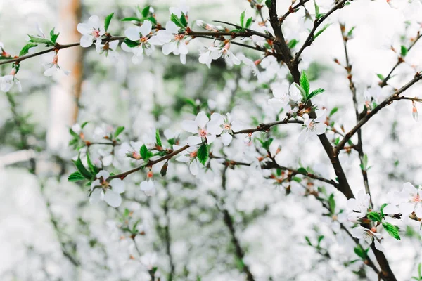 Frontera de primavera o arte de fondo con flor blanca. Enfoque selectivo. Flores florecientes de cerezo. Primavera flores fondo . —  Fotos de Stock