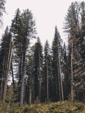 Ladin Ağaçları Doğal Ormanı. Güzel manzara, orman, alan ve gökyüzü. Farklı ağaçlarile güzel yaz ormanı. Orman yazının en iyi manzarası. Sakinleştirici kırsal. Yatay arka plan.