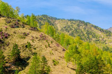 Dağ sırası doğası. Altay Dağları. Rusya.