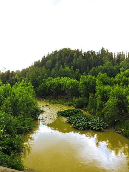 Pântano no tempo sombrio em Misty River Through a Forest. Corrente na floresta. Bela paisagem natural do rio na floresta. Natureza da floresta de outono . — Fotografia de Stock
