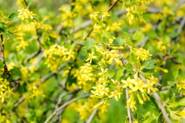  Mavi gökyüzünün üzerinde açan sarı ağaç. İlkbaharda çiçekli forsythia. Çiçek bahar arka plan, 8 Mart, Paskalya.