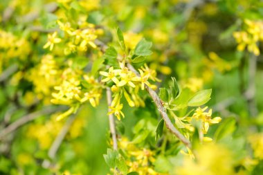 Forsythia bulanık doğa arka plan üzerinde çiçekleri. Bahar çiçekleri. Bahar sarı forsythia çiçekleri ağaç Soyut bulanık web sitesi afiş arka plan.