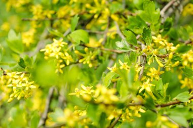 Bir yaz gününde bahar sarı çiçek. Çiçeklenme Forsythia.Bahar arka plan sarı çiçekler ağaç brunches ile. Güneşli bir gün. Bahar çiçekleri. Orchard. Bahar.