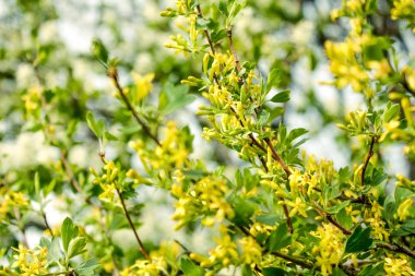 Forsythia çiçekleri. Bahar çiçeği. Doğa arka plan üzerinde Çiçek sarı ağaç.