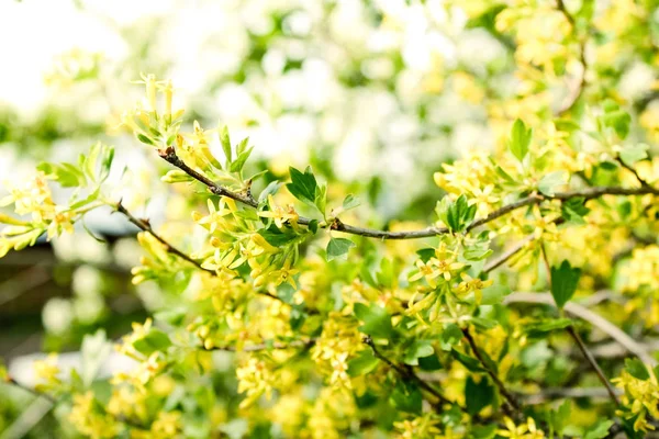 Forsythia blossoms over blurred nature background.Spring flowers. Abstract blurred website banner background of of spring yellow forsythia  blossoms tree.