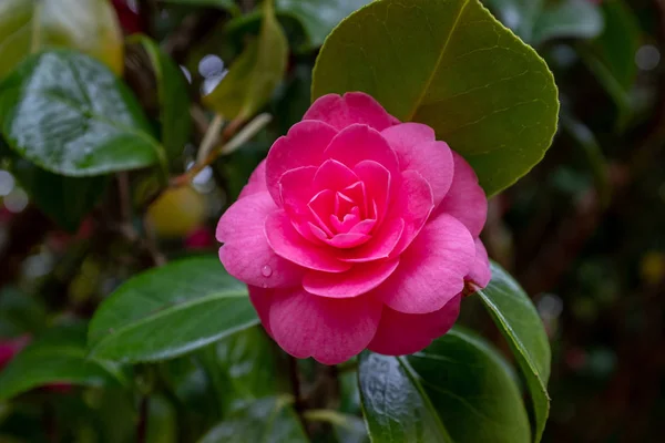 Beau Rhododendron Rose Vif Buisson Pleine Floraison Gros Plan Montrant — Photo