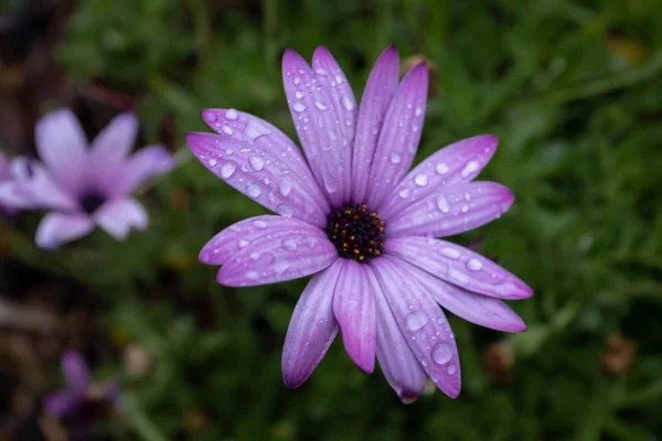 花びらの上に雨滴と明るい紫色の野生の花は、背景は前景の花を分離するために焦点が合っていない — ストック写真