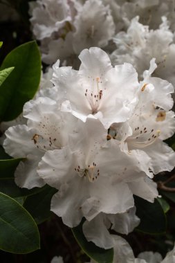 Tam çiçek güzel kar beyaz Rhododendron çalı, yakın çiçek karmaşık detay gösteren kadar
