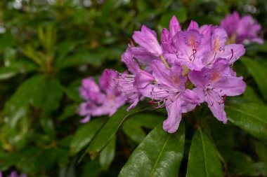 Tam çiçek güzel parlak pembe Rhododendron çalı, yakın çiçek karmaşık detay gösteren