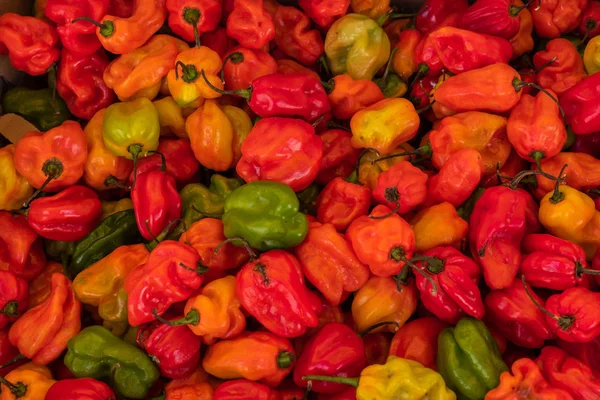 A pile of fresh multi coloured small wrinkled capsicums at an farmers market in the the UK — Stock Photo, Image
