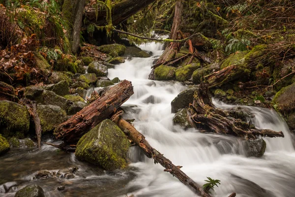 En översvämmad ström snabbt flyter över klippor och träd på en rättegång i Columbia River Gorge, Oregon, USA på en lång exponering för att jämna ut vattnet — Stockfoto