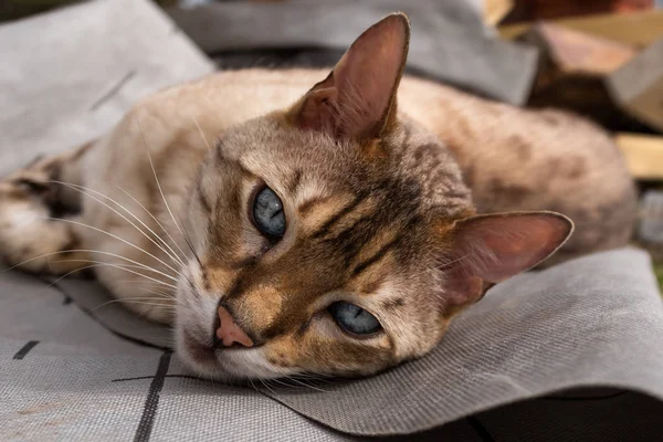 Yerde yatan bengal kedisinin güzel gözlerle kameraya bakabakmış bir yakın çekimi — Stok fotoğraf