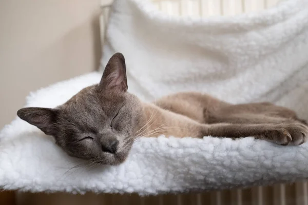 Radyatöre bağlı küçük beyaz bir hamakta uyuyan güzel bir kedinin yakın çekim. — Stok fotoğraf