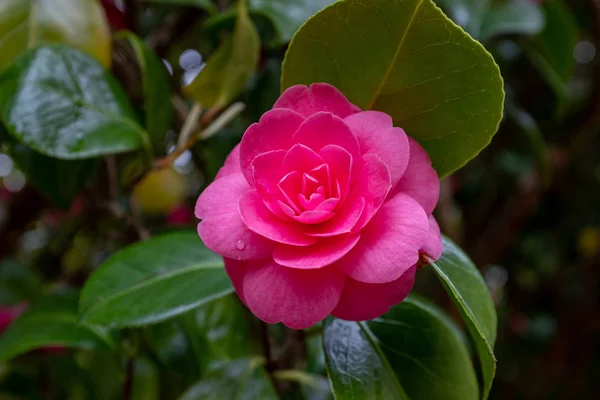 Hermoso arbusto de Rhododendron rosa vibrante en plena floración, de cerca mostrando el intrincado detalle de la flor — Foto de Stock