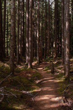 Olimpiyat Milli Parkı'nda dappled ormanda güzel bir ormanlık yürüyüş, Washington State, ABD