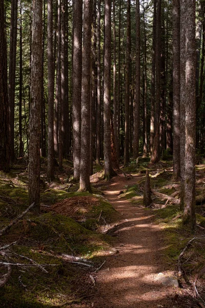 Un hermoso paseo por bosques en un bosque moteado en el Parque Nacional Olímpico, estado de Washington, EE.UU. — Foto de Stock