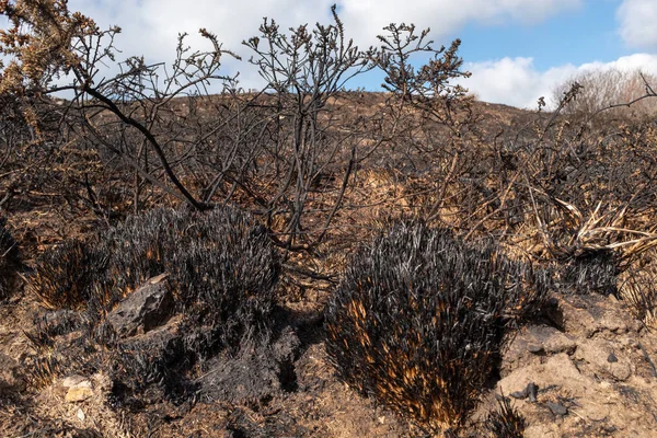 A burnt field blacken after a bush fire, the first new buds just starting to pop through — Stock Photo, Image