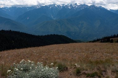 Olimpiyat Milli Parkı'nda bir dağ manzarası, Washington State, ABD, kar dağ sıralarının tepesine yapışıyor