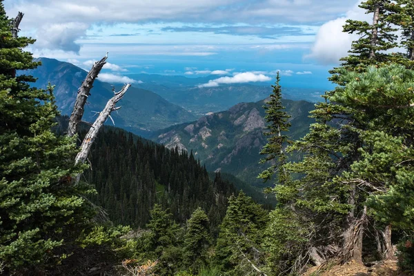 Uma vista de uma montanha no Parque Nacional Olímpico, estado de Washington, EUA, céu azul brilhante e nuvens brancas fofas, árvores em primeiro plano moldam a vista — Fotografia de Stock