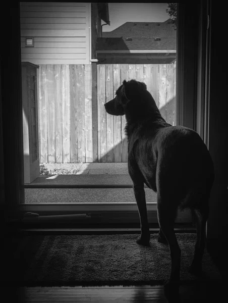 Üzgün görünümlü bir köpeğin siyah beyaz görüntü sahibinin geri gelmesini bekliyor cam kapıduruyor, köpek ışığa karşı siluetli