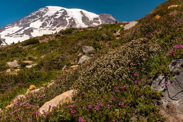 雪に覆われた山、レーニア山、前景に春の野生の花のフィールドと春の時間に — ストック写真