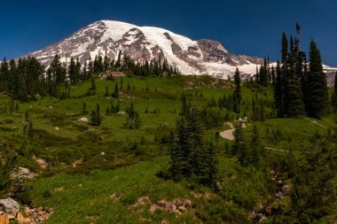 Bir kar kaplı dağ, Mount Rainier, yemyeşil bir çayır ile ilkbaharda ön planda yabani lowers serpilir ve yürüyüşçüler parkurları biri yürüyüş