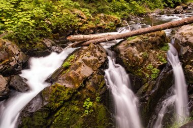 Sol Duc Şelalesi'ndeki yuvarlanan sular, Olimpik Ulusal Park, Washington, ABD, uzun pozlama şelalelerin tepesinde düşmüş bir ağaçla şelalenin üç parmağına bulanık bir hareket oluşturuyor.