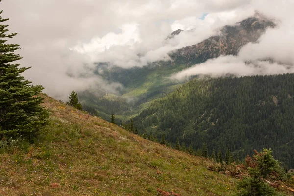 O vasto panorama que é o Parque Nacional Olímpico, EUA, nuvens baixas abraçam a encosta com pinheiros atingindo o pico através das quebras de nuvens — Fotografia de Stock