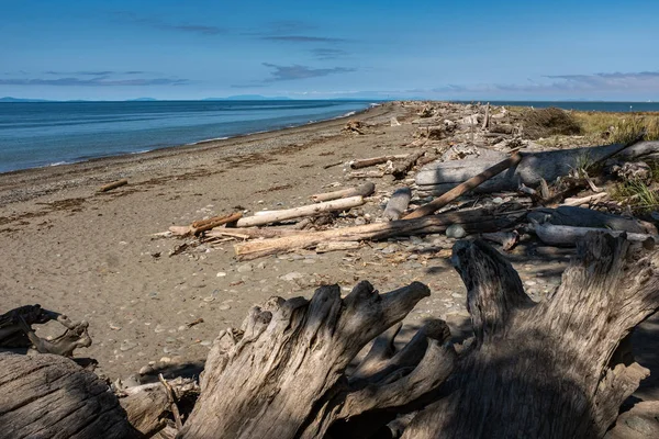 Güzel bir kumlu plaj neredeyse driftwood, berrak mavi gökyüzü ile kaplı