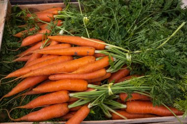 Bir manavın dışında satışa çıkarılan taze havuç demetleri