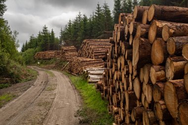 Piles of freshly cut trees  striped of branches and prepared for the saw mill part of the logging industry in Ireland are stacked by the side of a dirt track in a forest. clipart