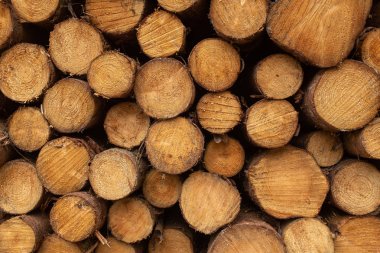 A close up front view of a pile of freshly cut trees striped of branches and prepared for the saw mill part of the logging industry in Ireland. clipart