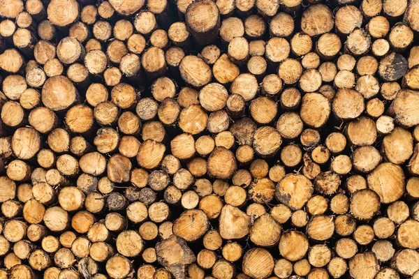 Uma frente em vista de uma pilha de árvores recém-cortadas listradas de ramos e preparado para a parte serração da indústria madeireira na Irlanda . — Fotografia de Stock