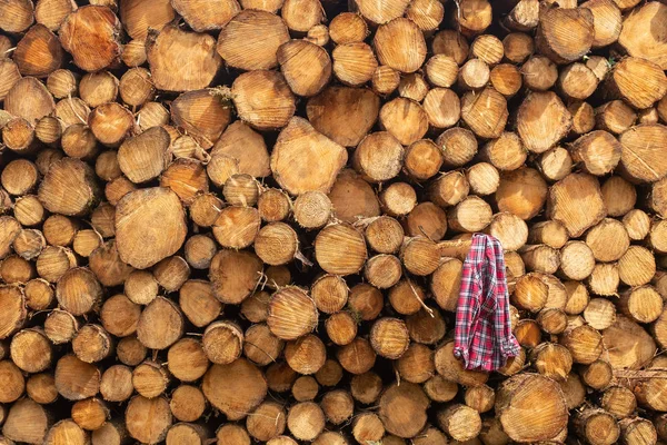나뭇가지줄무늬가 새어 있는 나무 더미에 매달려 아일랜드 로깅 산업의 제재소 일부를 위해 준비된 격자무늬 셔츠. — 스톡 사진