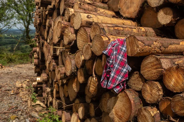 A plaid shirt placed on a pile of freshly cut trees striped of branches and prepared for the saw mill part of the logging industry in Ireland. — Stock Photo, Image