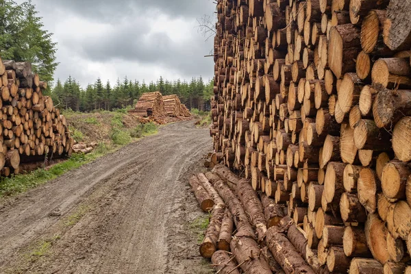 A close up of piles of freshly cut trees  striped of branches and prepared for the saw mill part of the logging industry in Ireland are stacked by the side of a dirt track in a forest. — Stock Photo, Image