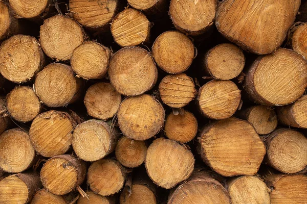 Uma visão frontal de perto de uma pilha de árvores recém-cortadas listradas de ramos e preparadas para a parte do moinho de serras da indústria madeireira na Irlanda . — Fotografia de Stock