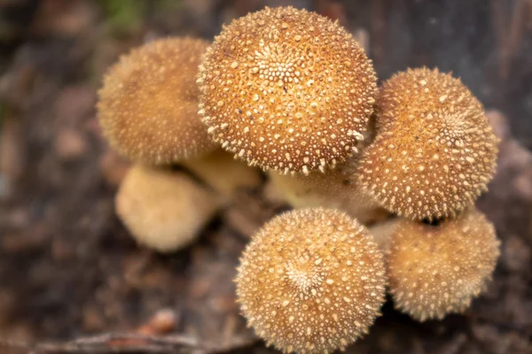 Un primo piano di un grappolo di funghi palla isolata sullo sfondo, il fungo più importante a fuoco — Foto Stock