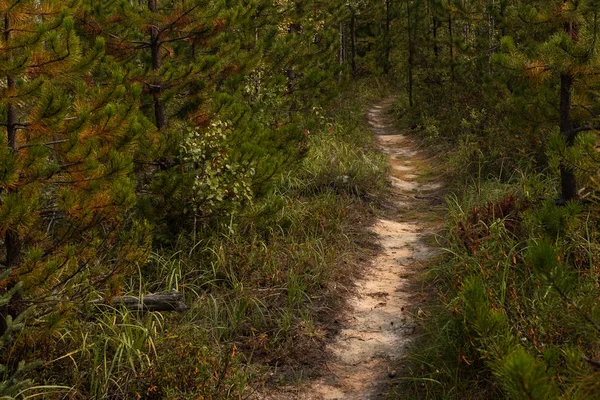 Un estrecho sendero arenoso vacío que conduce a través de un bosque — Foto de Stock