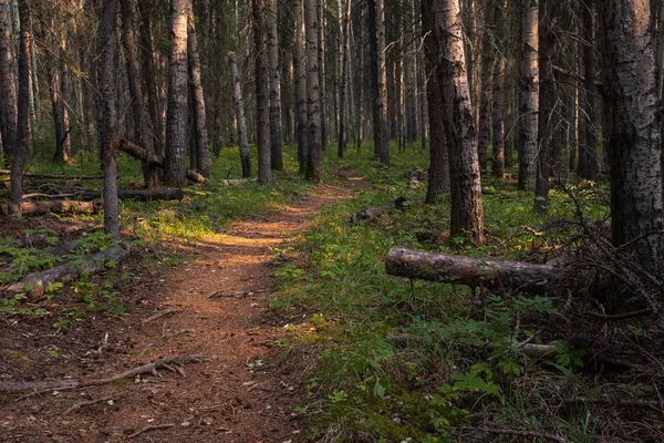 Un estrecho camino vacío que conduce a través de un bosque con rayos de sol rompiendo los árboles — Foto de Stock