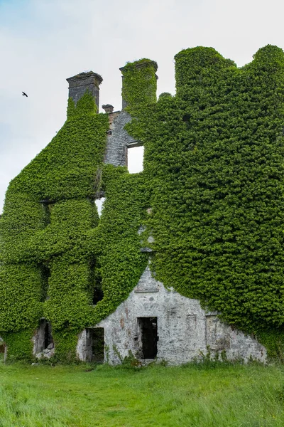 A close up front view of the spectacular and magical Ivy clad castle that has been left abandoned and left to the forces of nature — стоковое фото