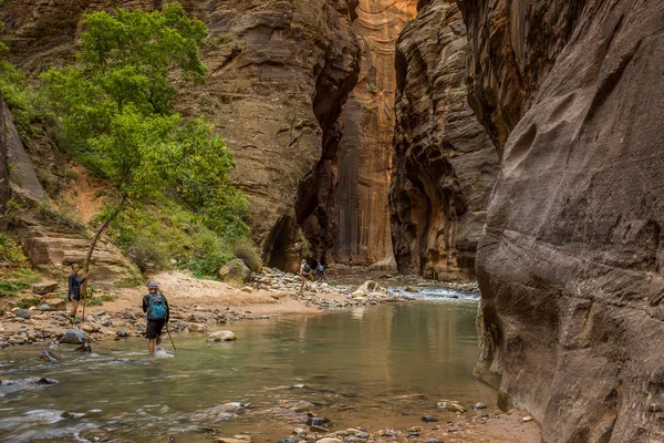 Los excursionistas vadeando a través del río Virgin mientras se abre camino a través de los espectaculares e impresionantes estrechos, Parque Nacional Zion, EE.UU. — Foto de Stock