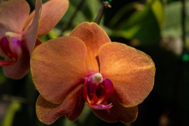 Tek portakallı Tayland orkidesi çiçekli kafa.