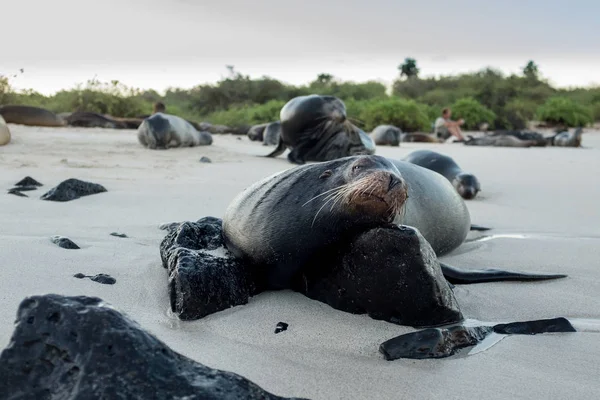 Egy Galapagos oroszlánfóka pihen egy sziklán.. — Stock Fotó