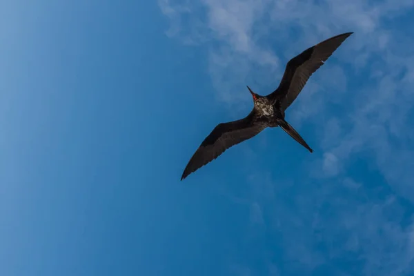 Un uccello fregata in volo — Foto Stock