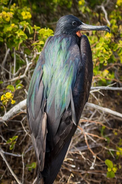 Задняя часть фрегата "Птица" сидит на ветке на Галапагосских островах — стоковое фото