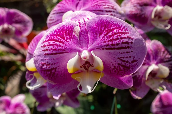 A close up of a single purple Thai orchid flower head