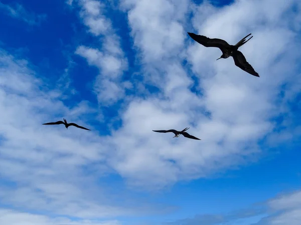 Tre sagome di uccelli di Frigate che volano , — Foto Stock